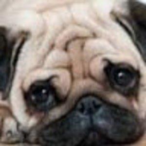 Meet your Posher, Cooper